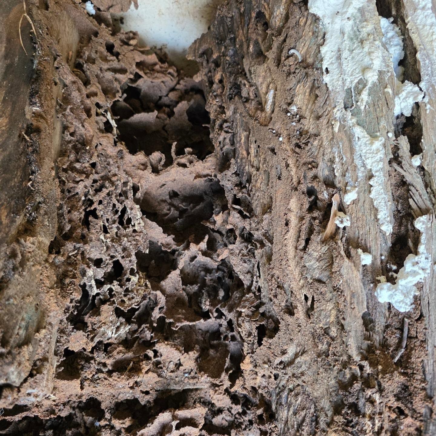 Termites Swarming in Damaged Wood — Pestie Bestie Pest Control In Shepparton, VIC