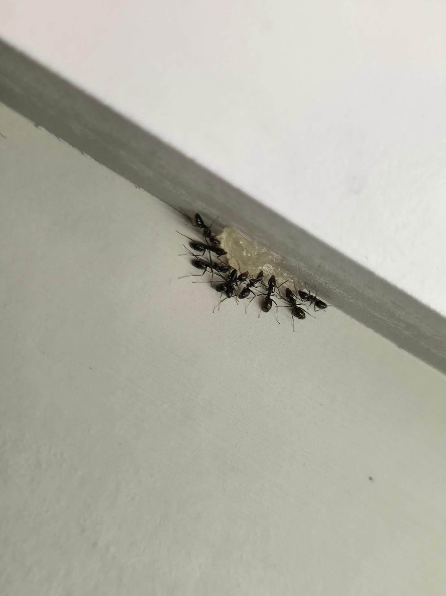 Ants Swarming on Food Scraps in a Corner — Pestie Bestie Pest Control In Shepparton, VIC
