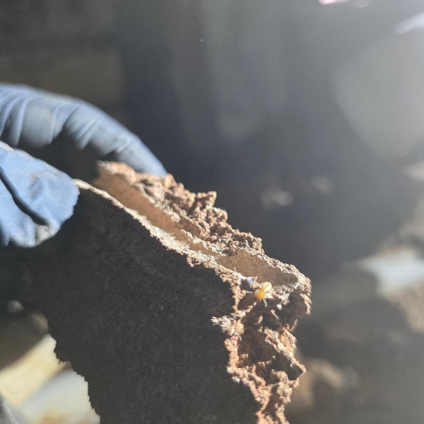 Gloved Hand Holding a Broken, Dirt-covered Soil Sample in Close-up — Pestie Bestie Pest Control In Shepparton, VIC