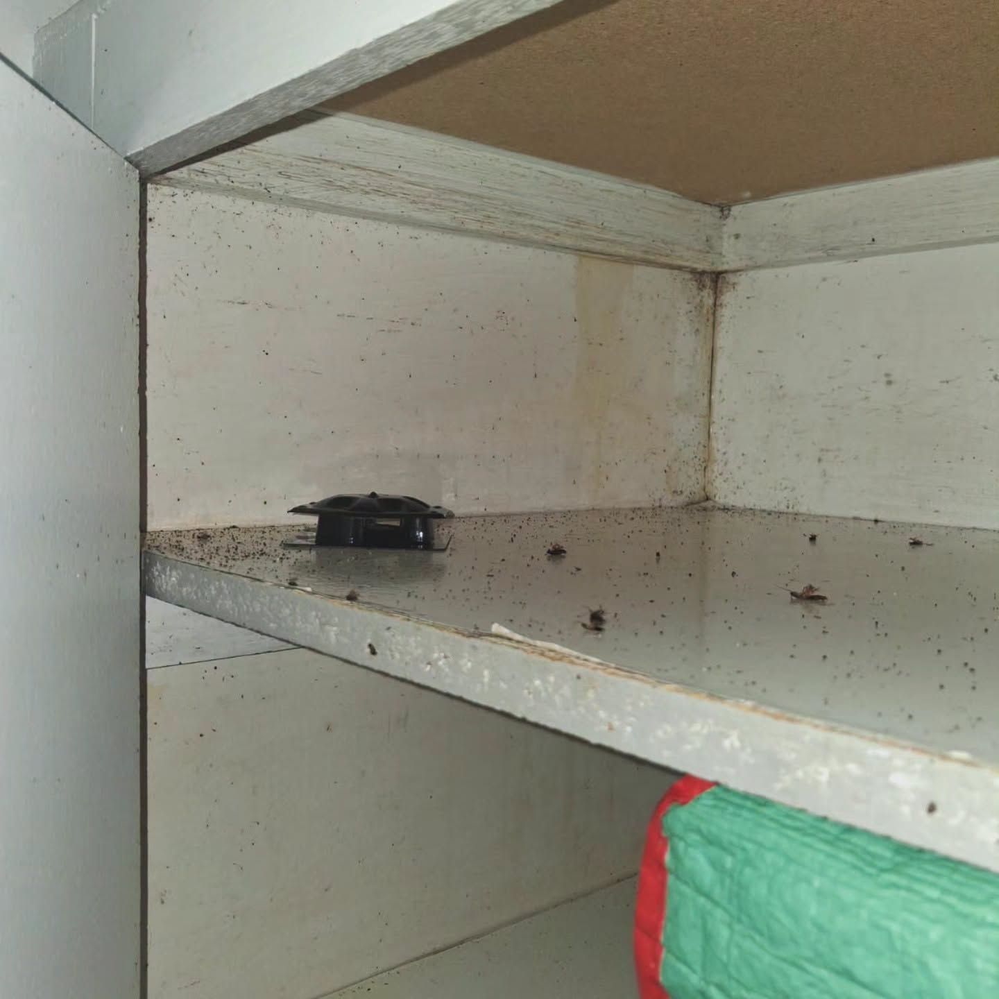 Dead Cockroach on Its Back — Pestie Bestie Pest Control In Shepparton, VIC