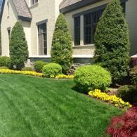 A tan house with a manicured green lawn, tall evergreen trees, and bright yellow flowers lining the foundation.