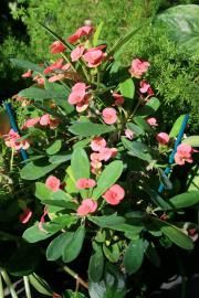 A potted Crown of Thorns plant with vibrant pink flowers and green leaves, supported by thin blue stakes.