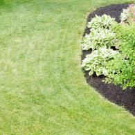 A neat border of green grass next to a garden bed filled with dark mulch and variegated hosta plants.