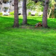 Three tall trees stand on a lush green lawn, with a stack of firewood resting between the two trees on the right.