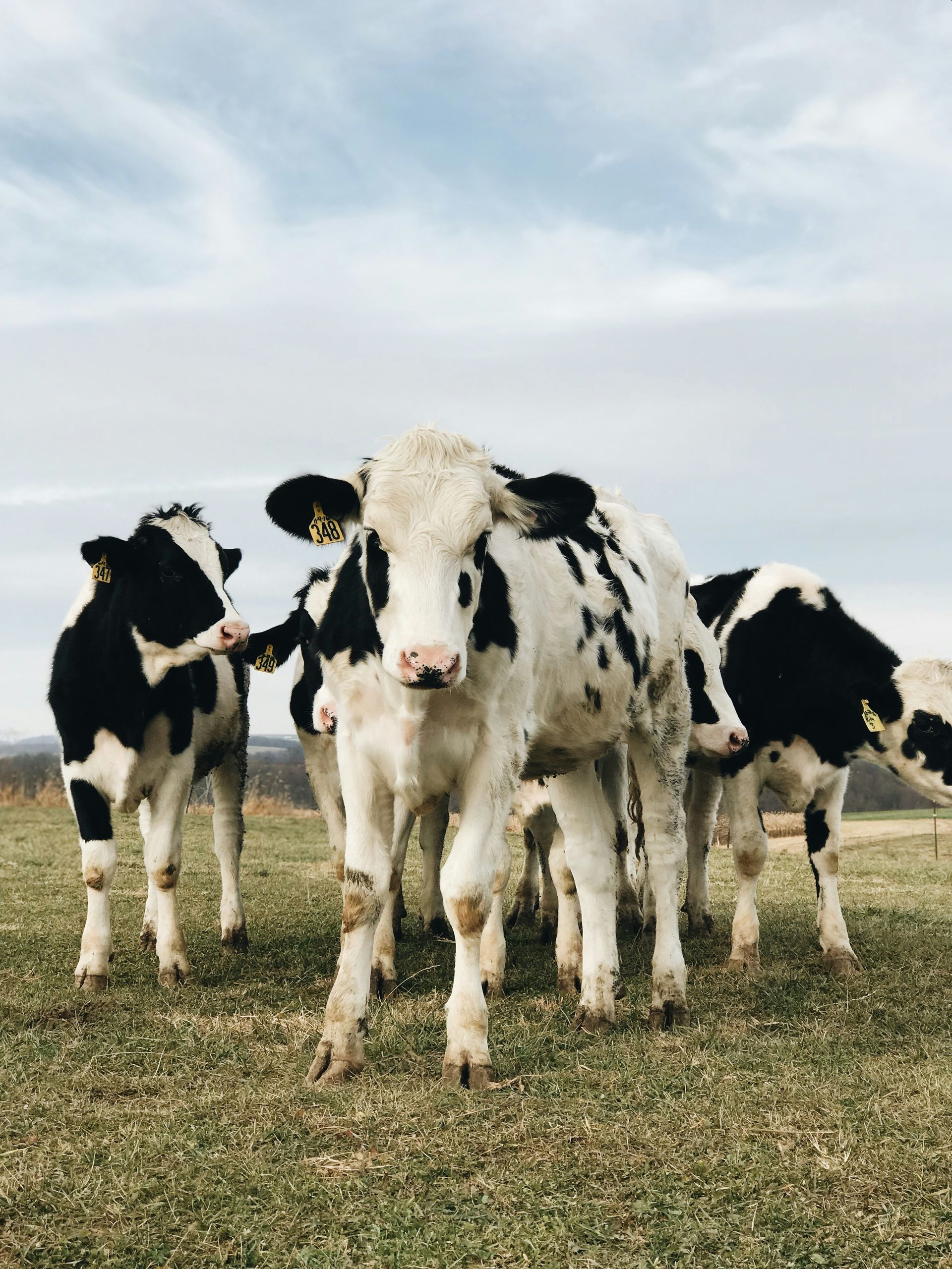Three black-and-white cows standing in a grassy field under a cloudy sky