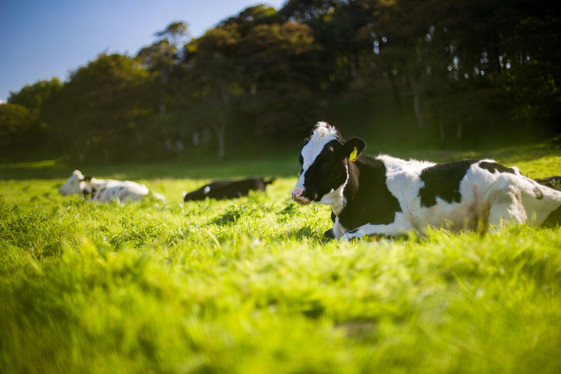 Cows resting in a sunlit green meadow with trees in the background