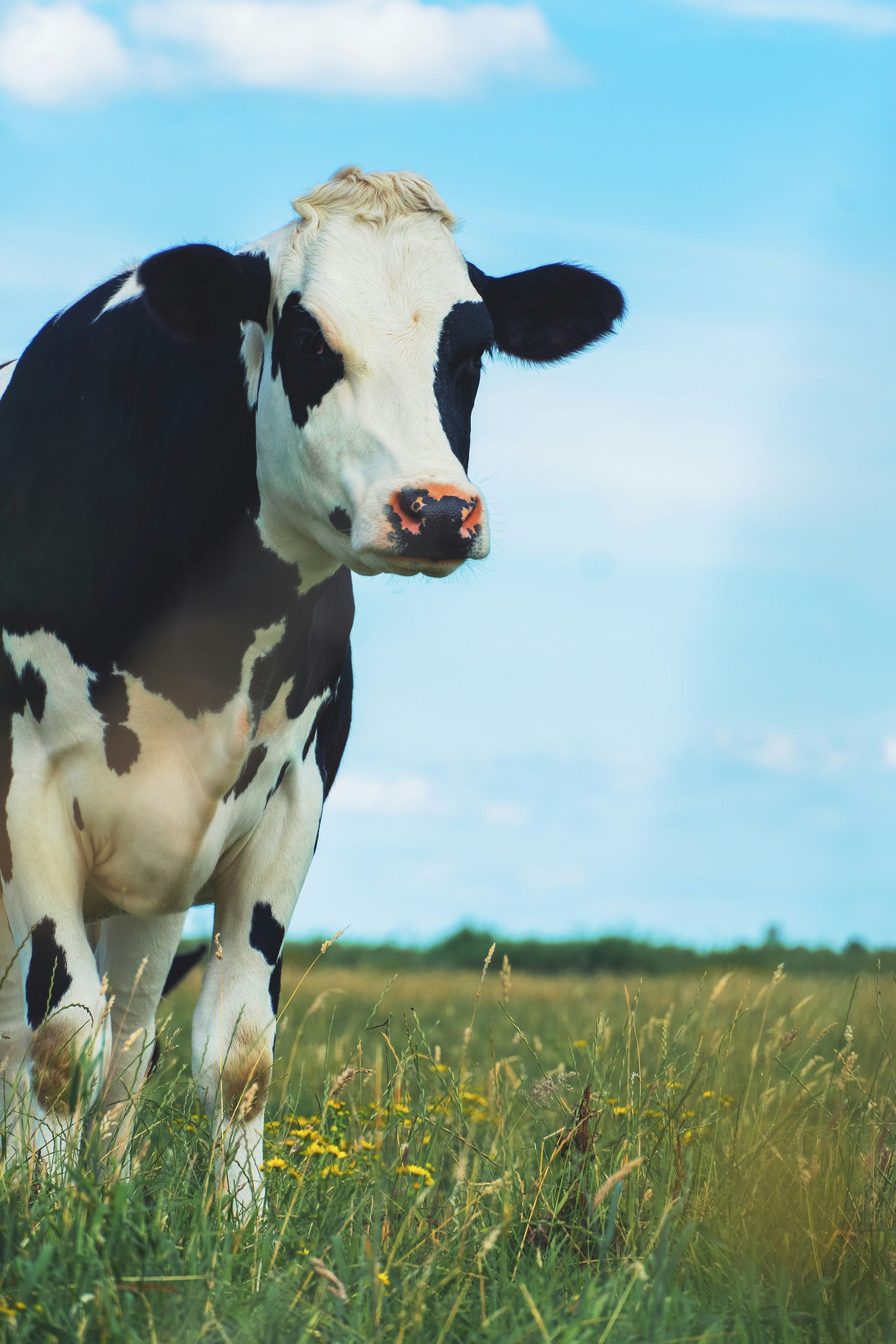 Black-and-white cow standing in a grassy field under a blue sky