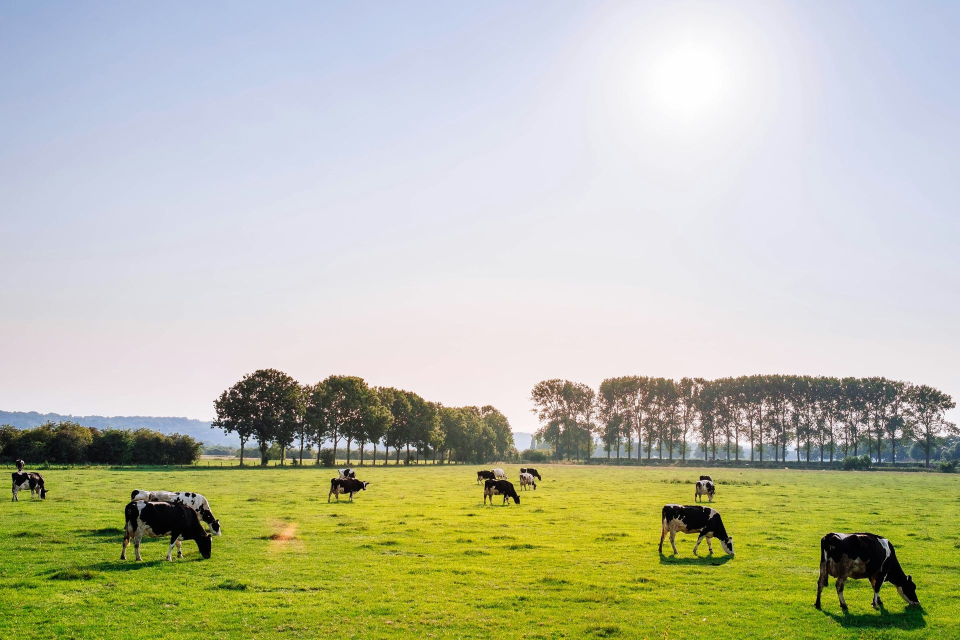 Cows grazing in a bright green field under a hazy sun, with trees in the background.