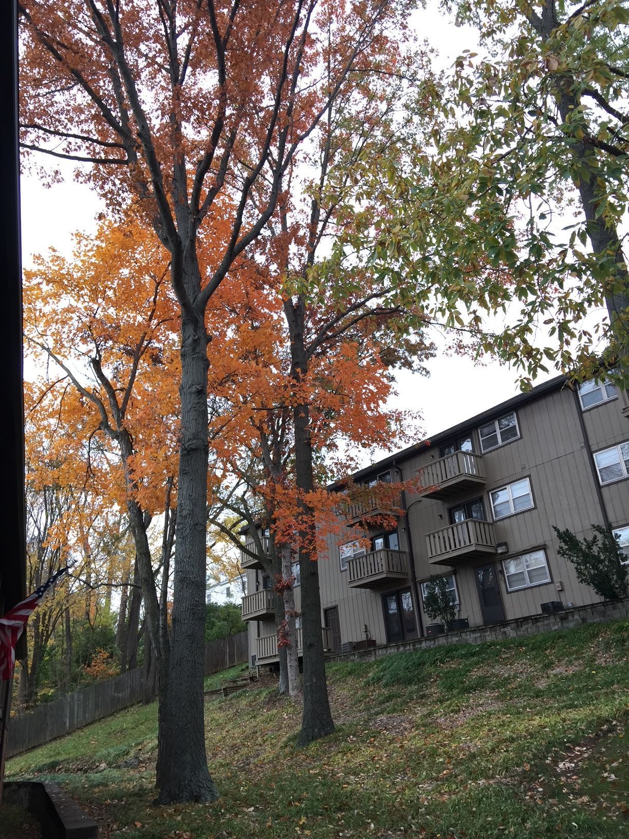Autumn trees beside apartment buildings on a grassy hillside, with orange and green leaves.