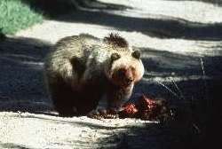 Grizzly bear eating a carcass on a dirt path, bathed in sunlight.