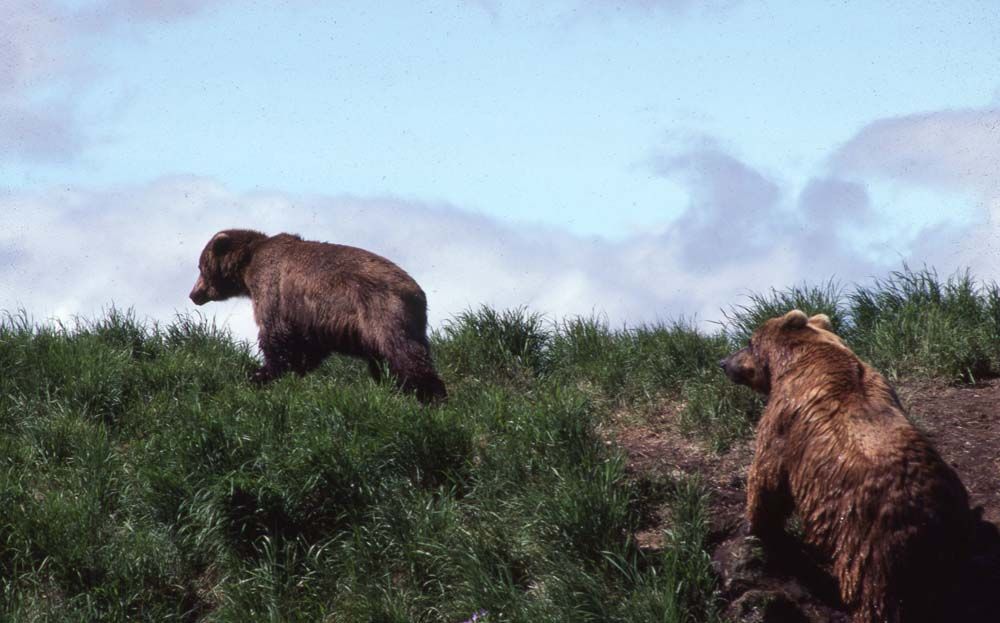 Two brown bears on a grassy hillside, against a cloudy sky.