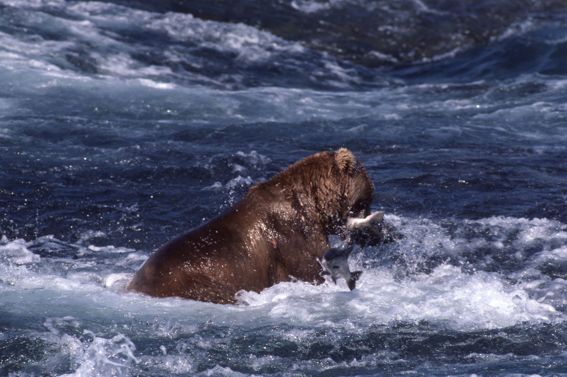 Brown bear in rushing water, catching a fish.