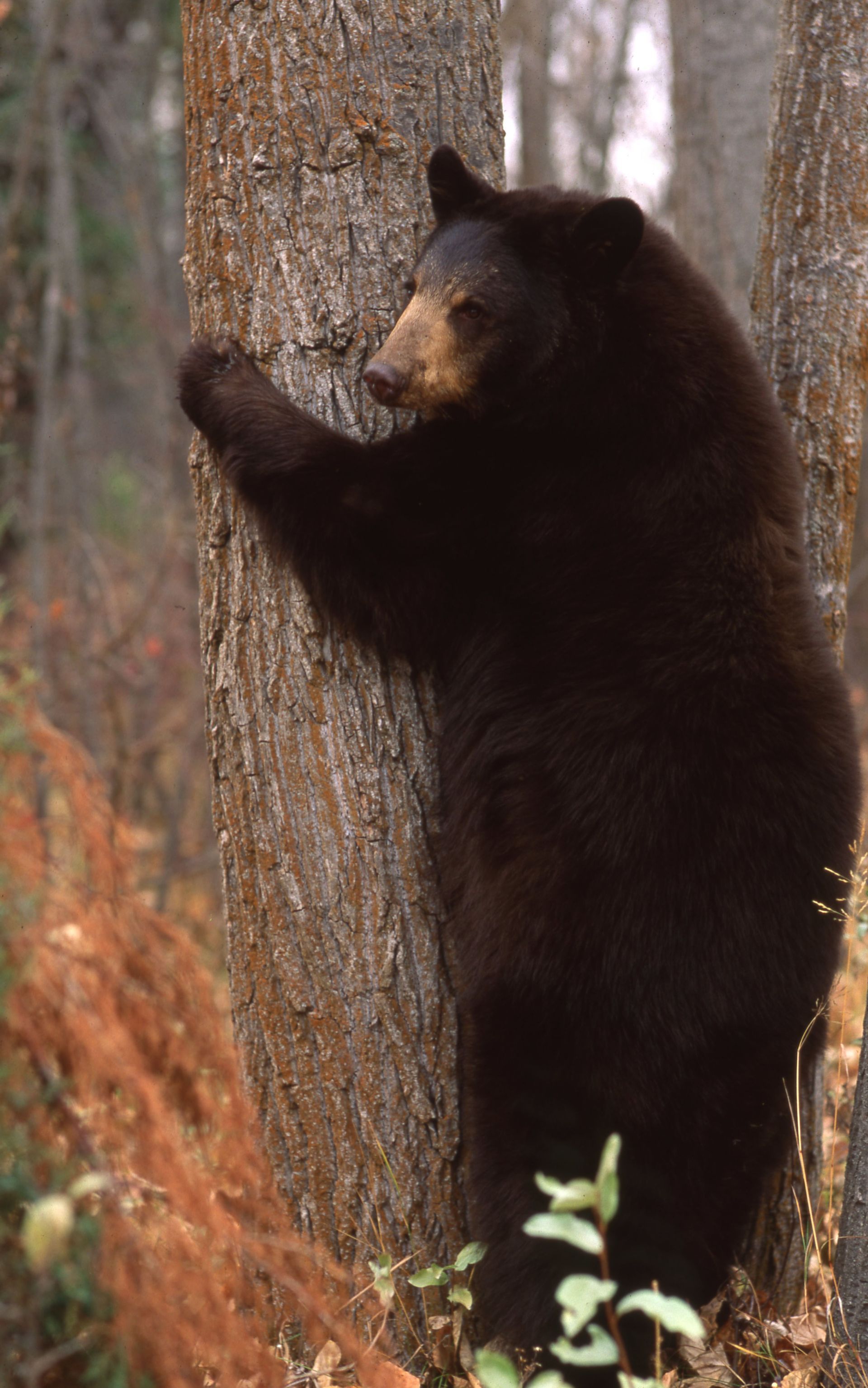 Black bear hugging a tree trunk in a forest.