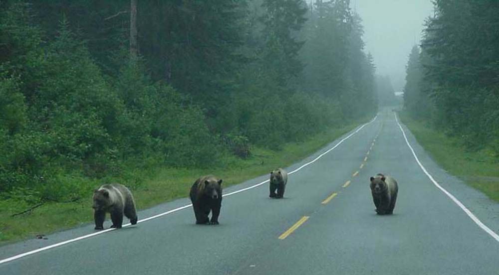 Four brown bears walking down a wet, gray road in a forest.
