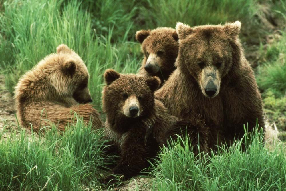 Brown bear family in tall green grass, looking at the viewer.