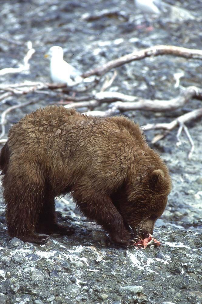 Brown bear cub eating something on a rocky shore, with seagulls in the background.