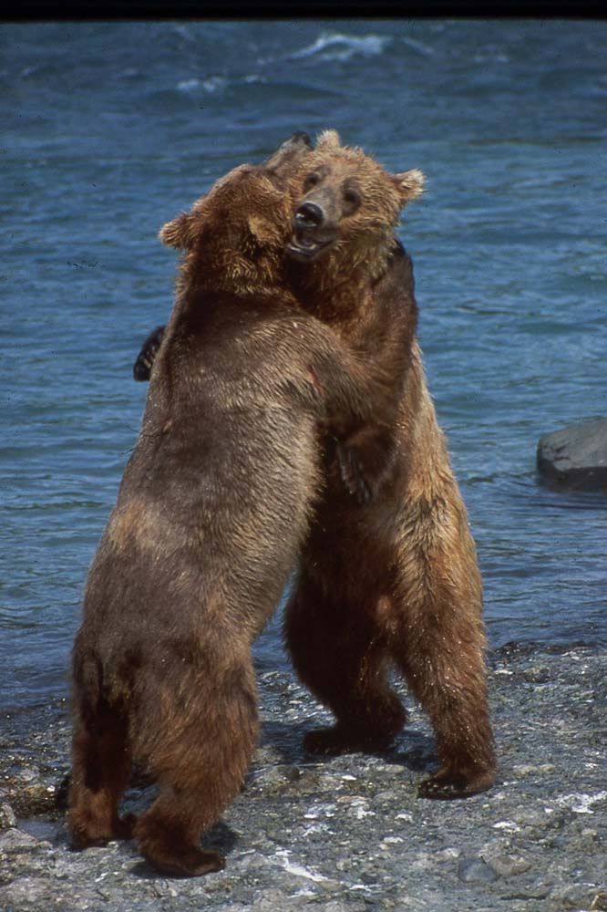 Two brown bears embrace on a rocky shore, with blue water in the background.