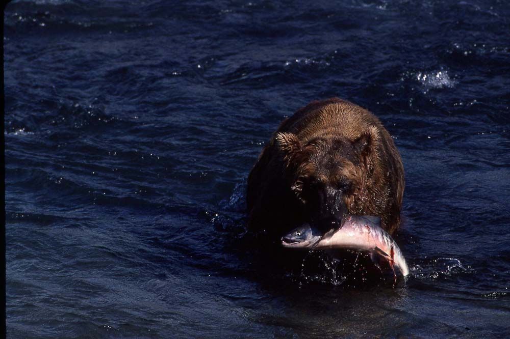 Brown bear wading in water with a large salmon in its mouth.