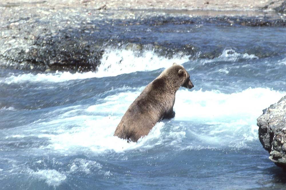 Brown bear wading in rushing water, focused on catching fish.
