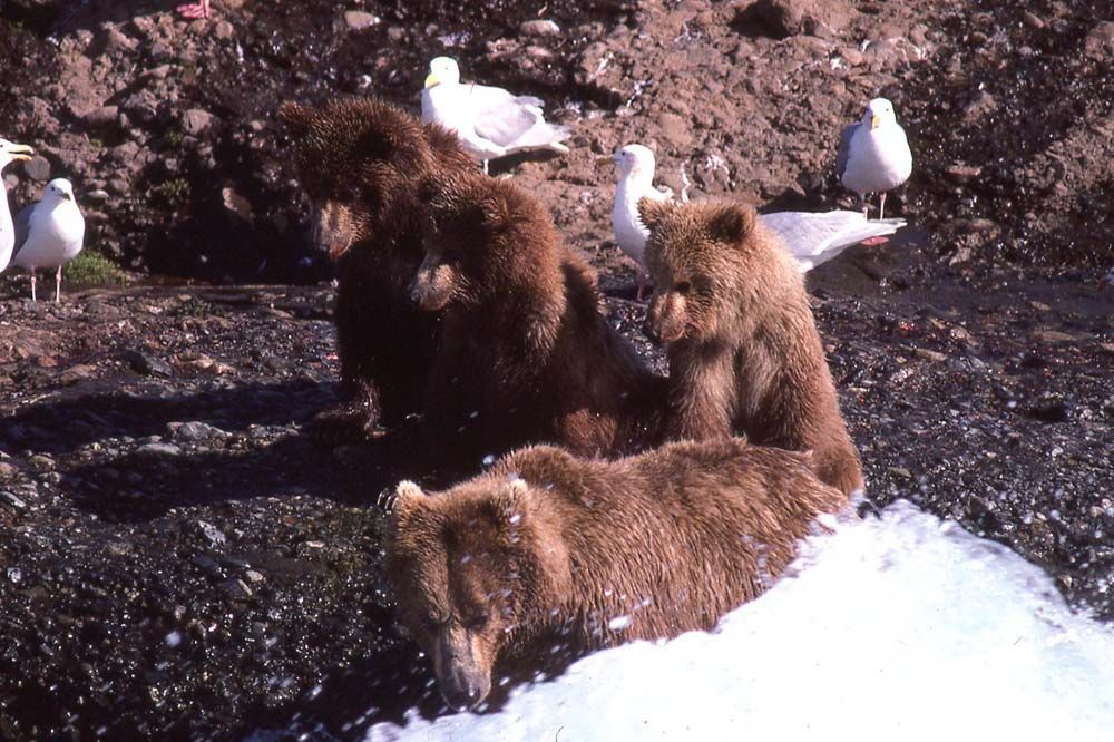 Three brown bears near ice and dirt, with several white seagulls in the background.