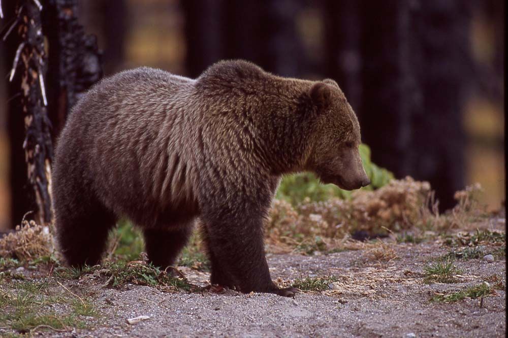 Grizzly bear in a forest, brown fur, walking on a grassy knoll.