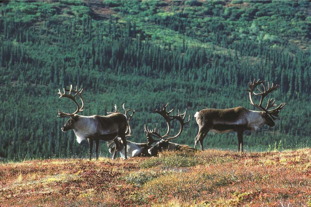 Caribou with large antlers graze on a hillside with a forest backdrop.