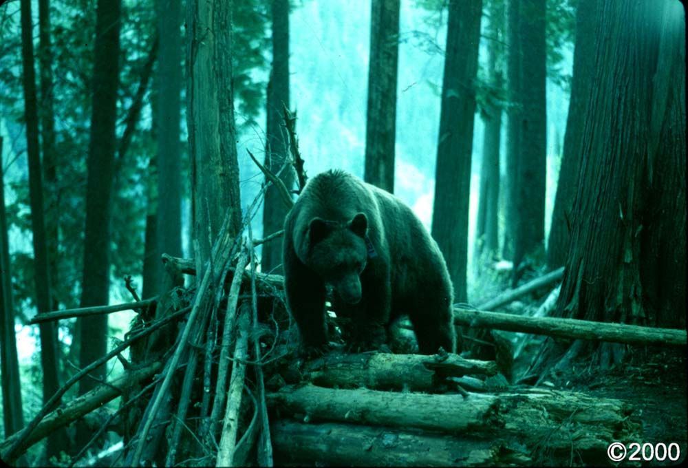 Bear standing on a pile of logs in a green forest.