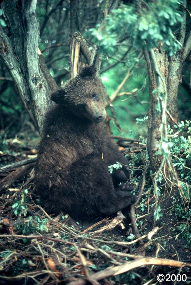 Brown bear cub sitting in dense foliage.