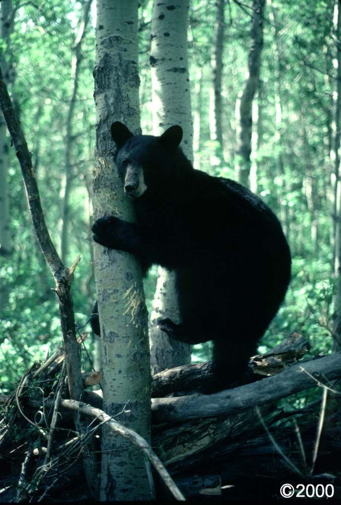 Black bear climbing a slender birch tree in a forest.