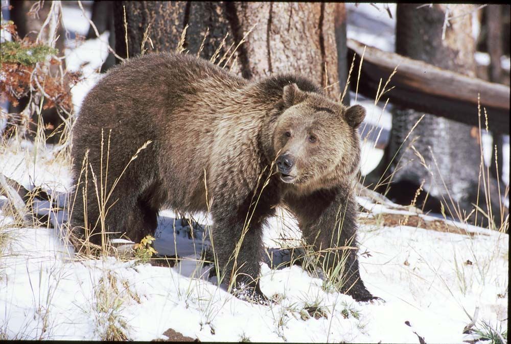 Grizzly bear stands in snow near trees. Brown fur, alert expression, outdoor setting.