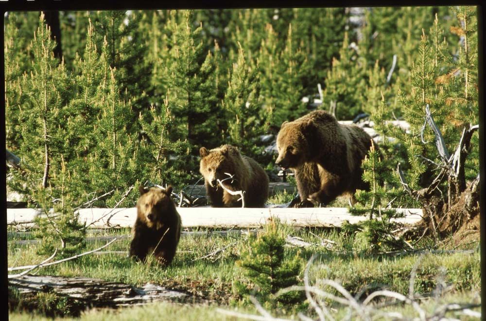 Brown grizzly bear family foraging in a forest, two cubs, one adult.