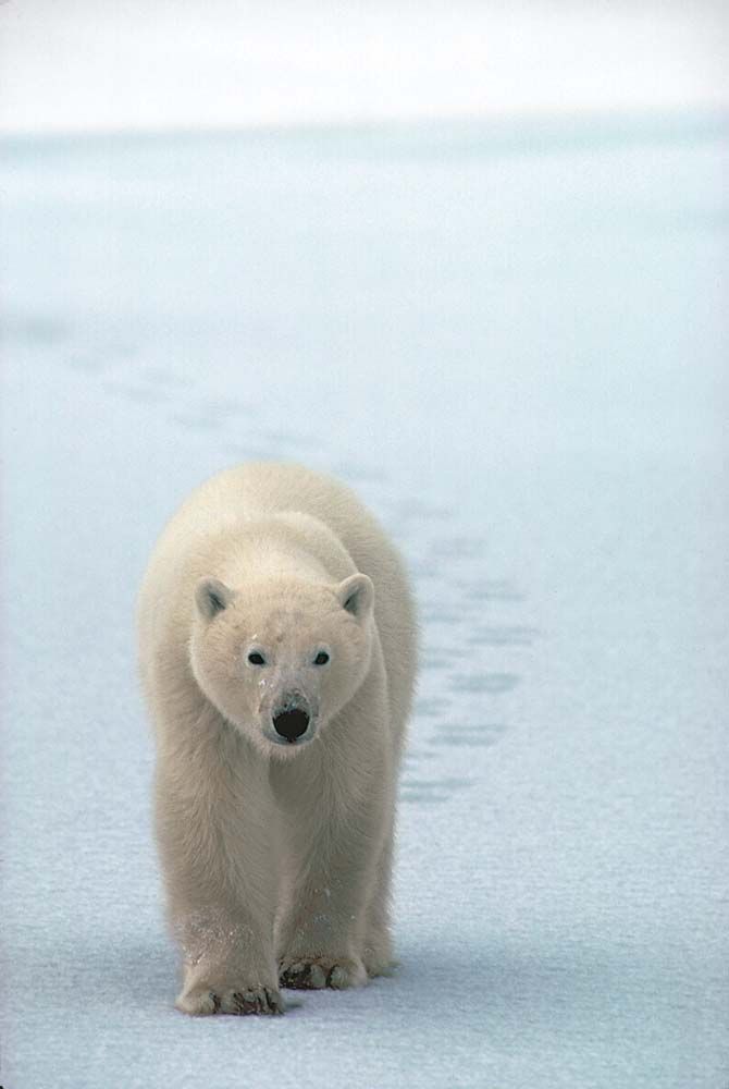 Polar bear walking across a snow-covered landscape, footprints trailing behind.