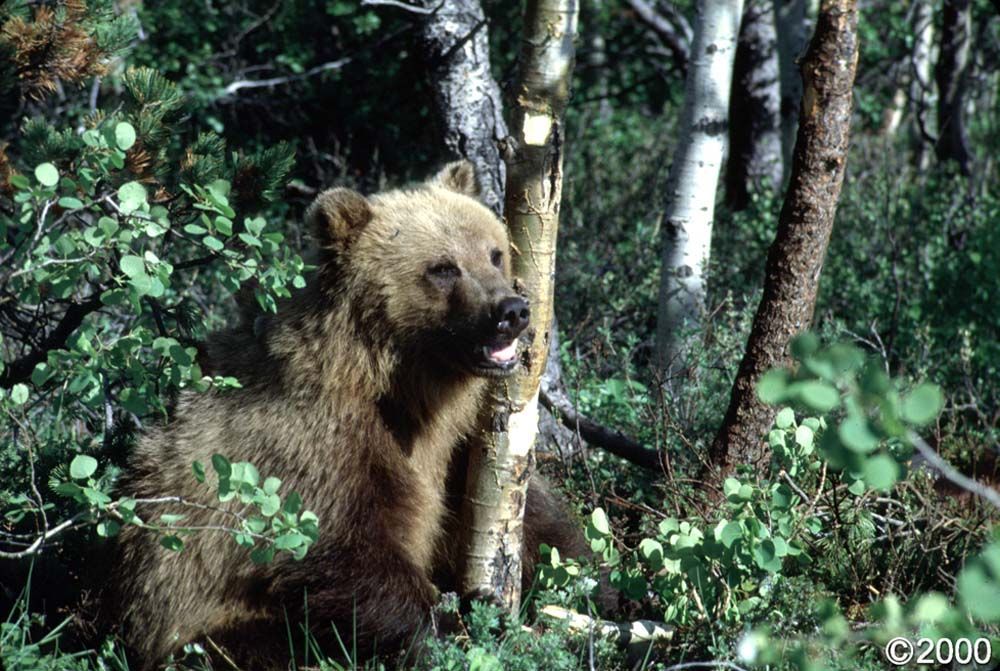 Brown bear cub in the forest surrounded by green leaves and trees.