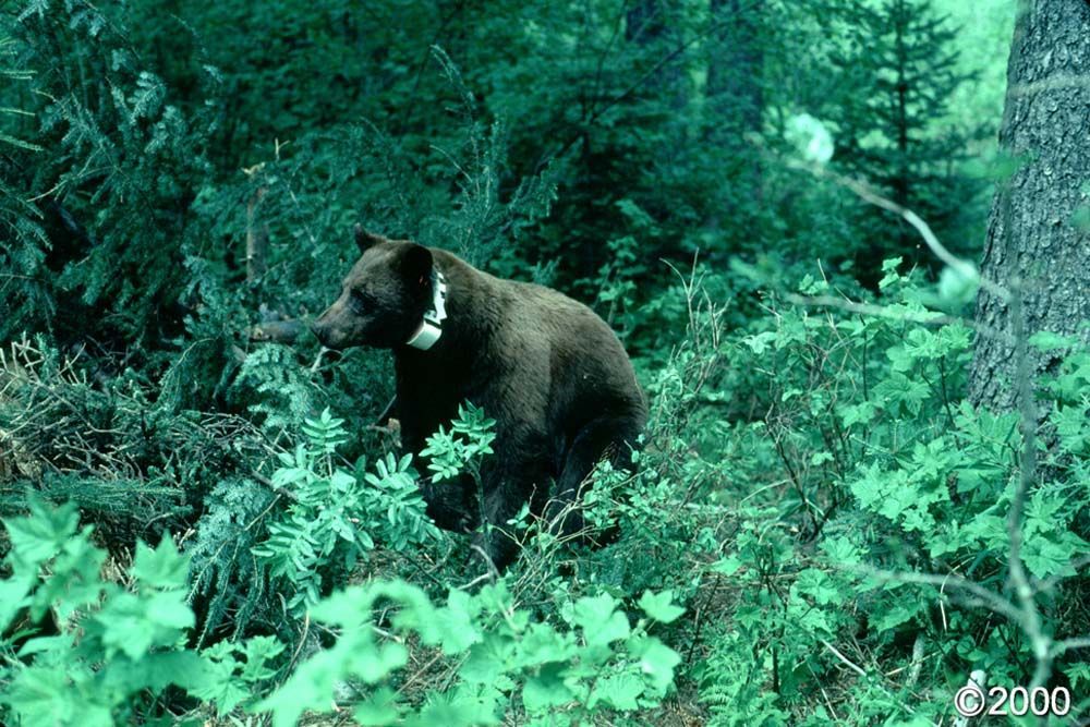 Black bear with a white collar in dense green foliage.