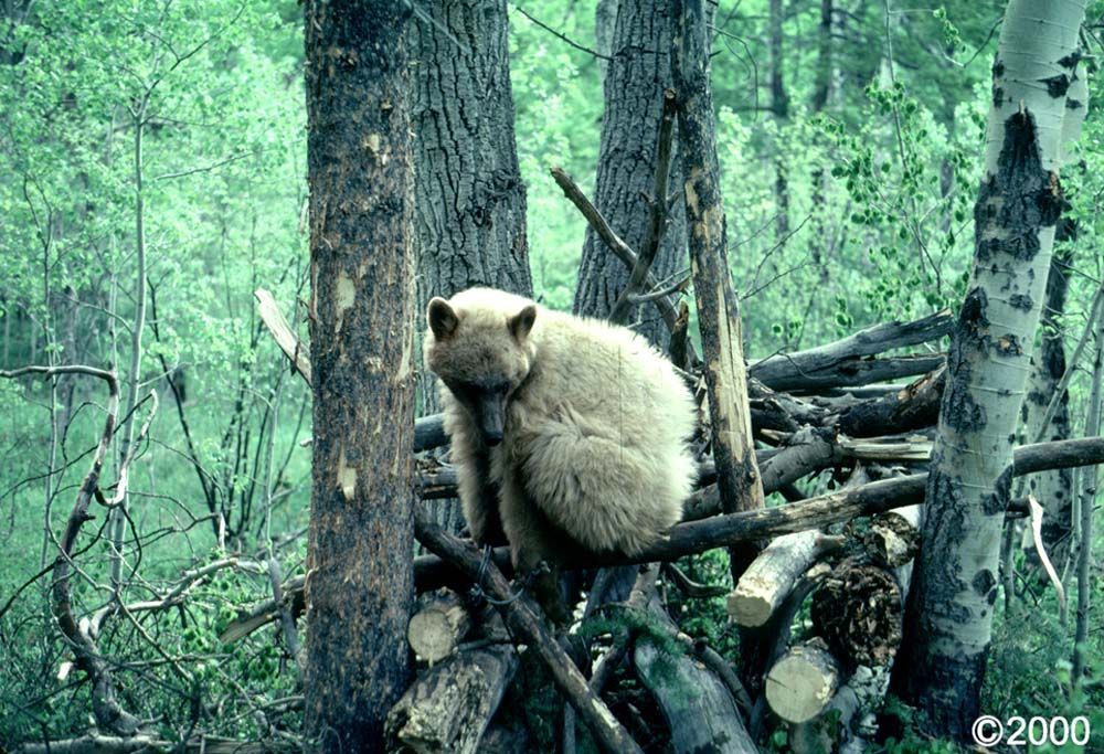 Blonde bear resting on a pile of logs in a forest setting.