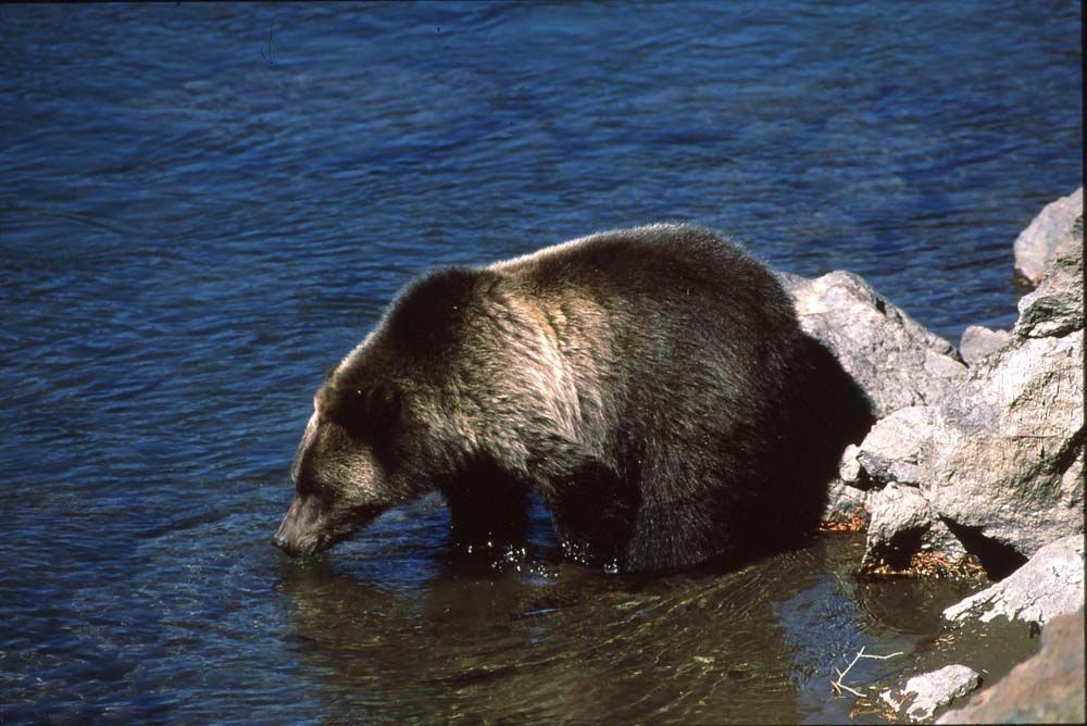 Brown bear drinking water from a river next to rocks.