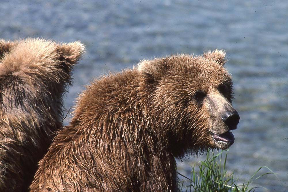 Two brown bears, one looking to the right, water and grass in the background.