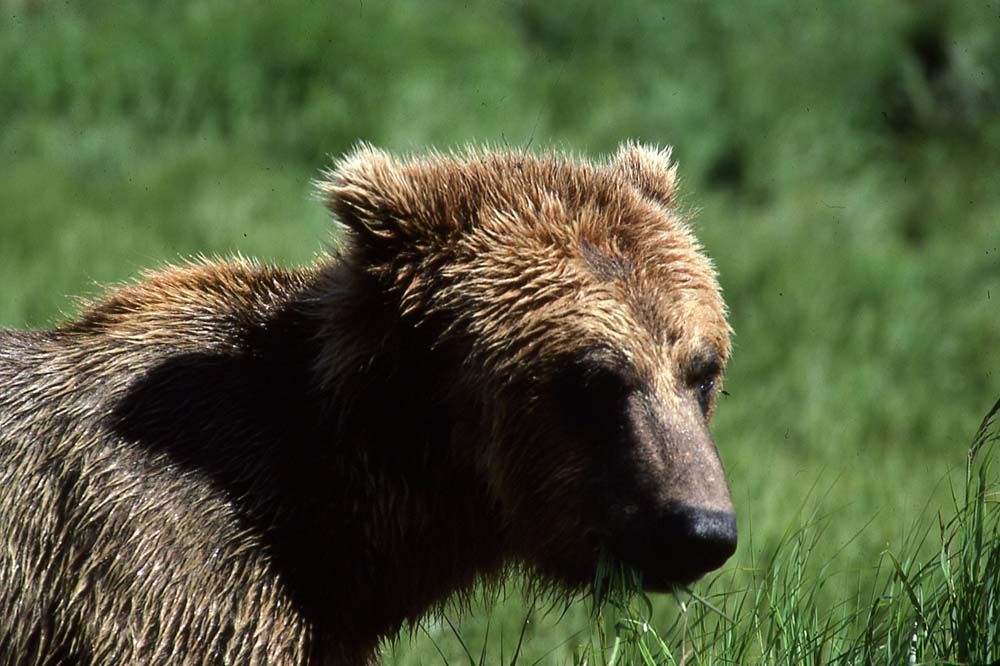 Brown bear in a green grassy field, looking right.