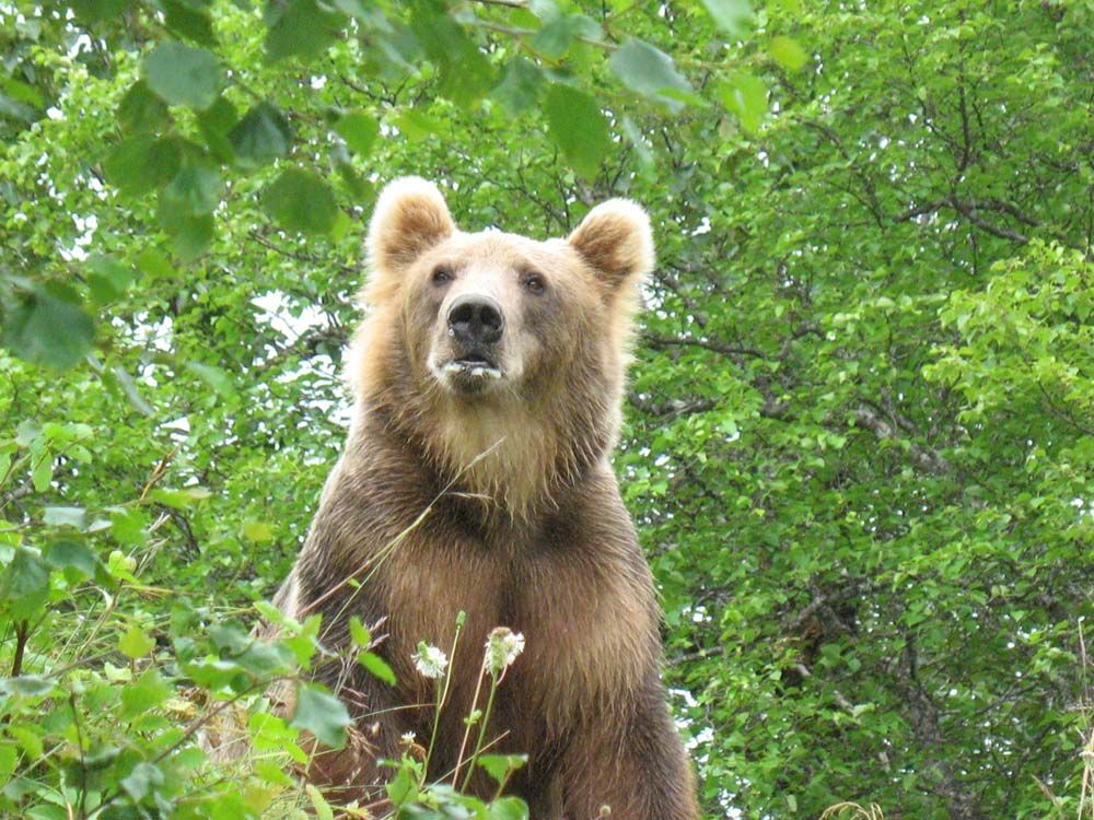 Brown bear stands tall in green foliage, looking upwards.