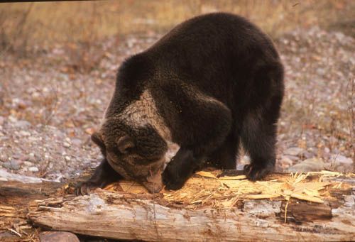 Brown bear foraging on a log in a wooded area.