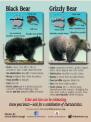 Bear Identification Handout
