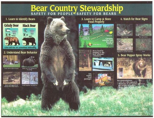 Hiking in Bear Country Display