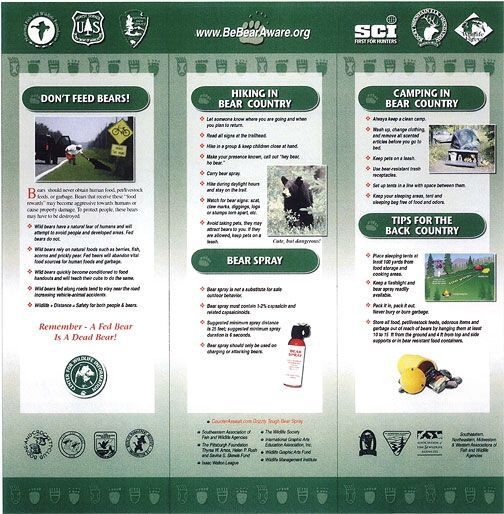 Black Bear Display for Northeast