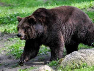 Brown bear walking on green grass, dark fur.