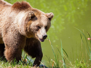 Brown bear walks near a green body of water with grass.