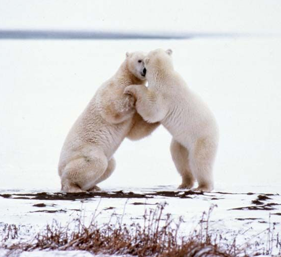 Two polar bears stand, wrestling on snow-covered ground.