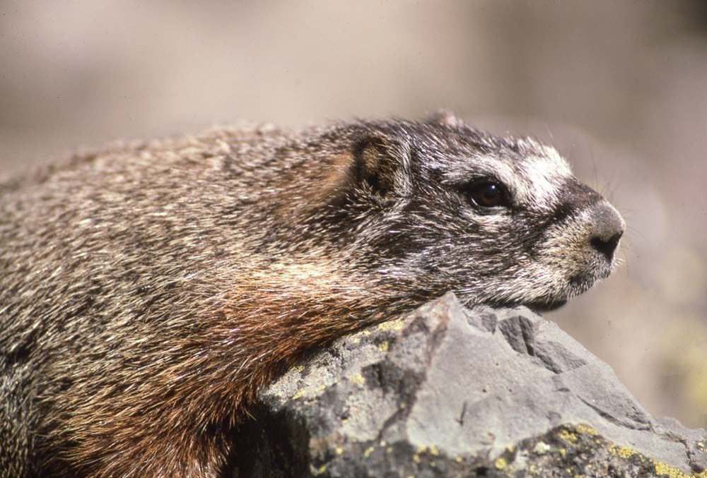 A marmot with brown fur resting on a gray rock, in a natural setting.