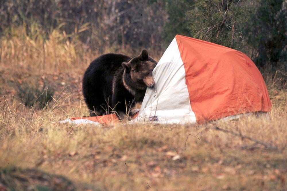 Black bear near a red and white tent, looking for food in a grassy field.
