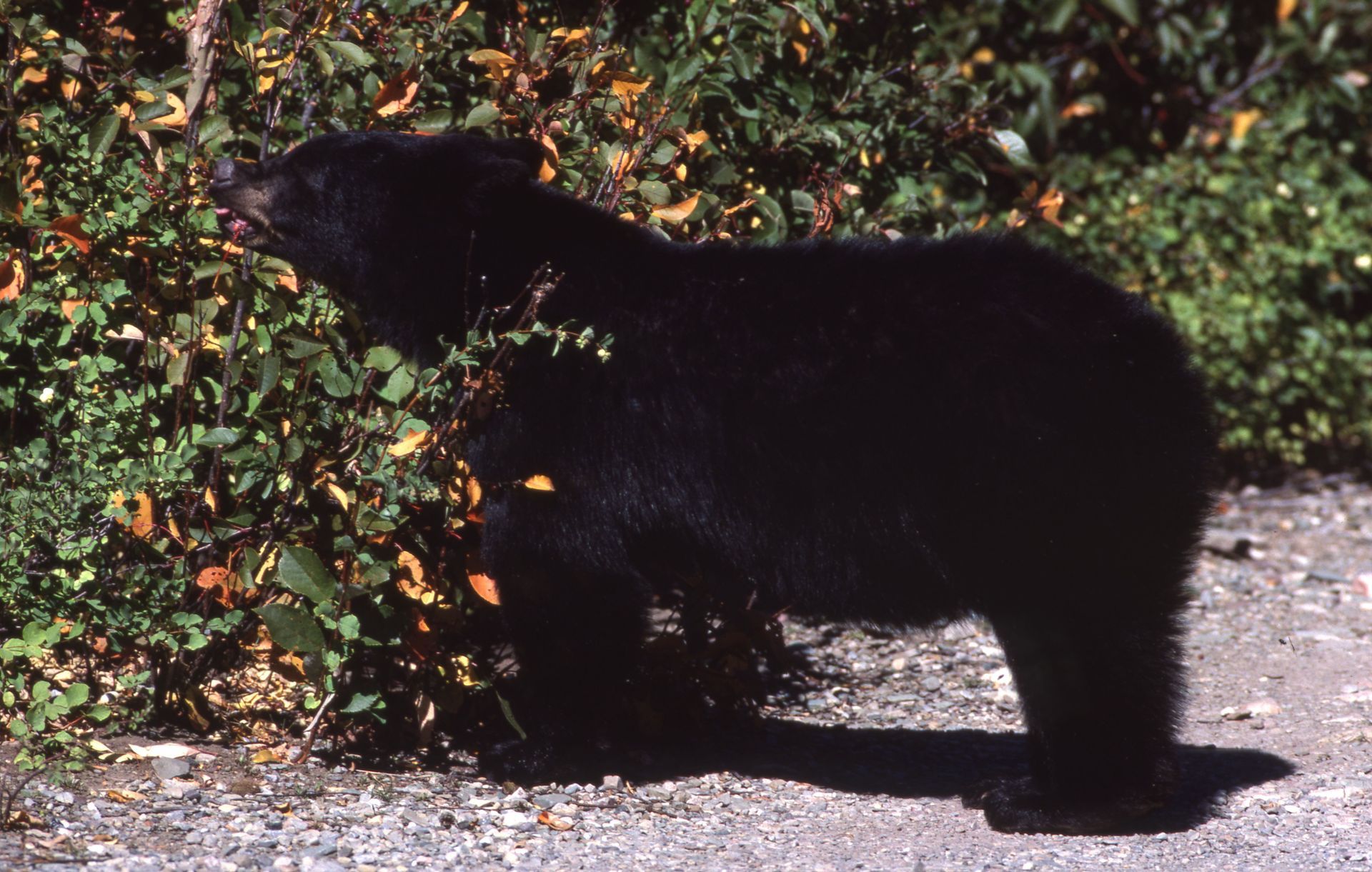 Black bear eating from a bush with green and orange leaves.