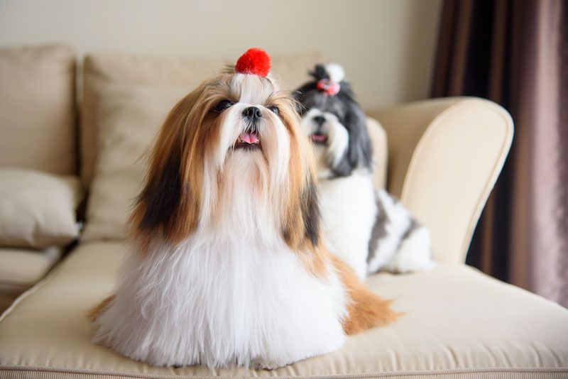Shih Tzu